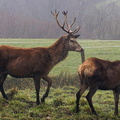 Laparmendi (506)